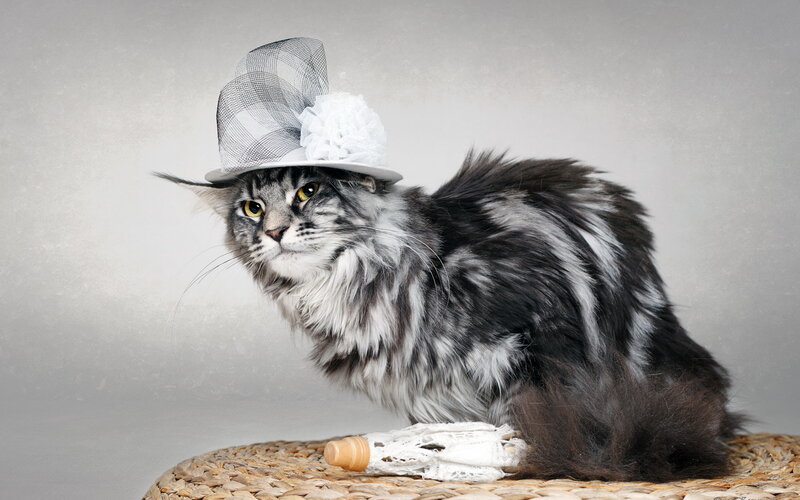 Fluffy Cat Wearing Hat — Gray