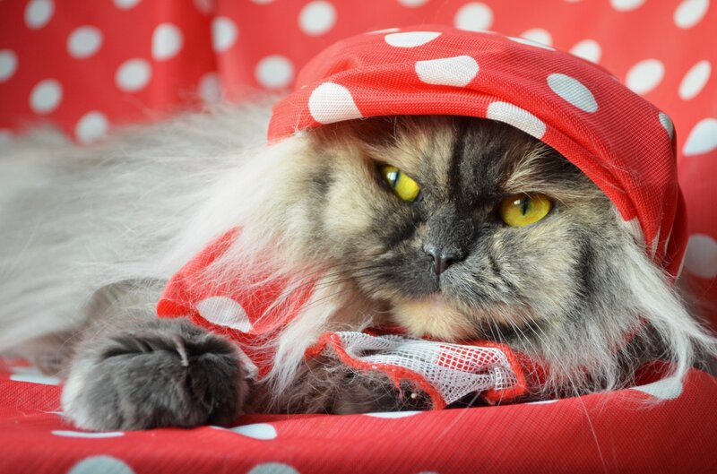 Fluffy Cat Wearing Hat — Red, Calm, Photograph, Polka Dots