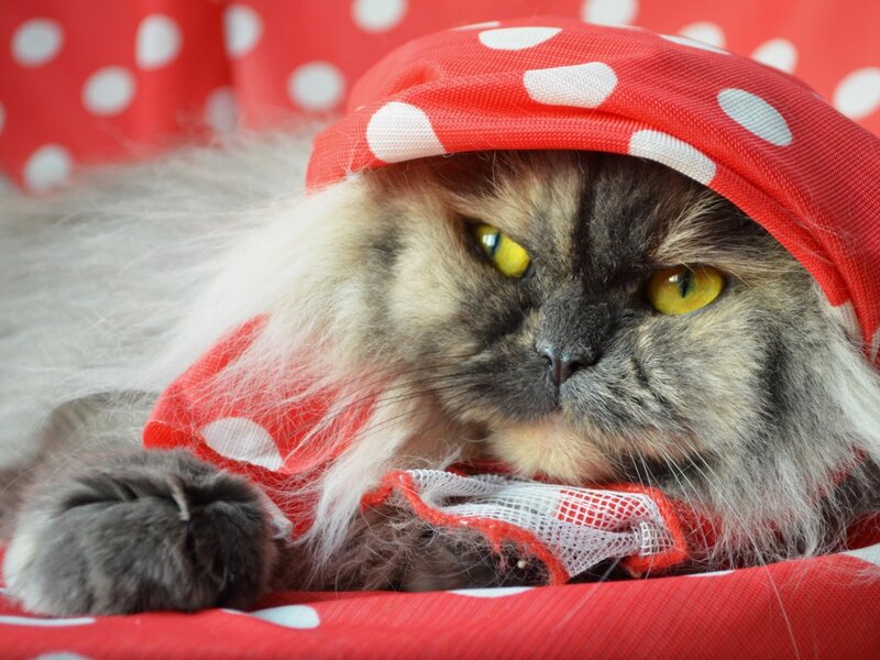Fluffy Cat Wearing Hat — Red, Calm, Photograph