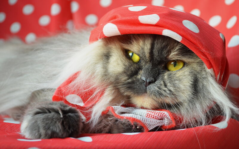 Fluffy Cat Wearing Hat — Red, Calm