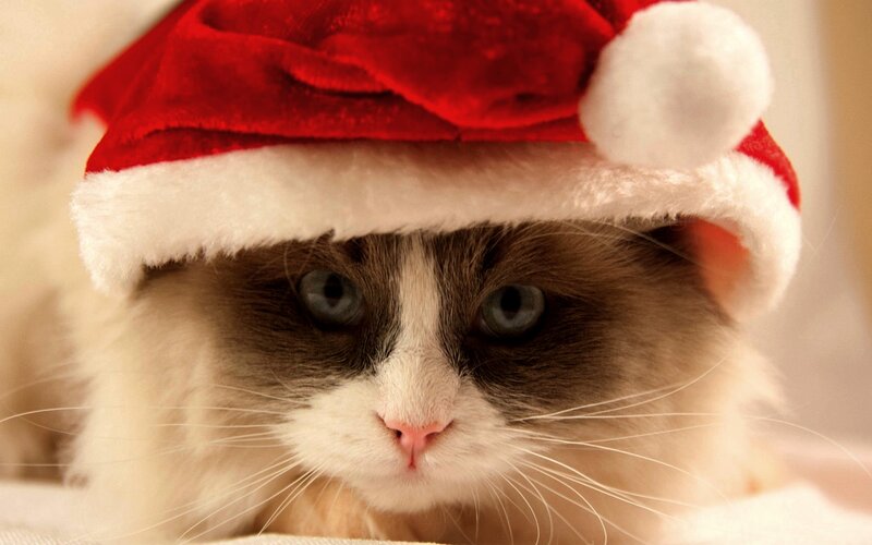 Fluffy Cat Wearing Hat — Red