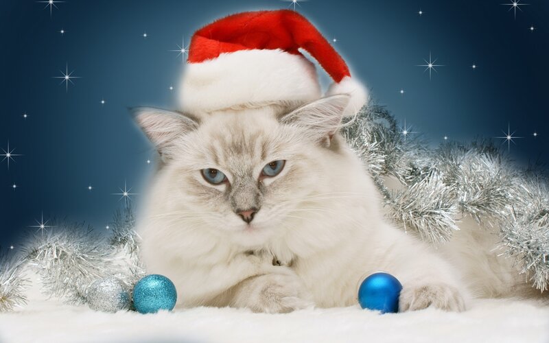 Fluffy Cat Wearing Hat
