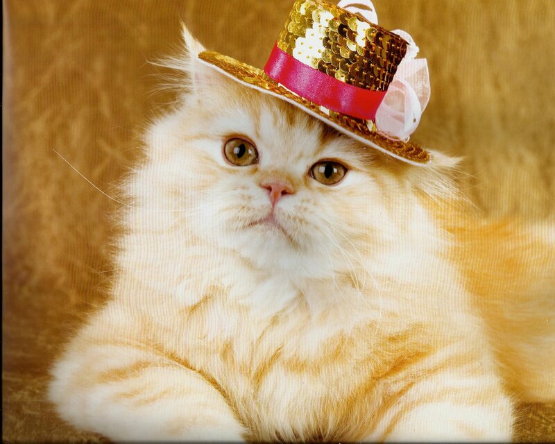 Fluffy Cat Wearing Hat — White, Calm, Photograph, Background