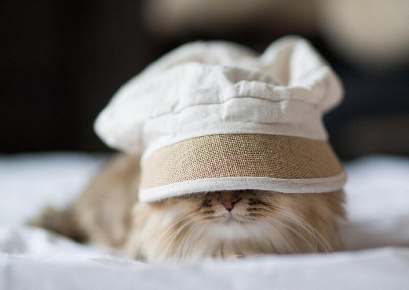 Fluffy Cat Wearing Hat — White, Calm, Photograph, Bed