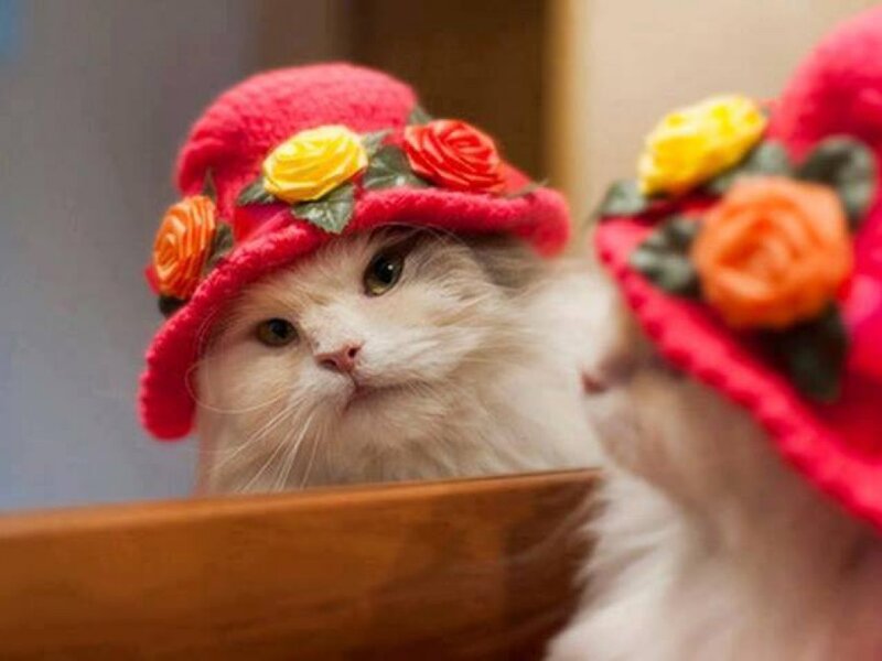 Fluffy Cat Wearing Hat — White, Calm, Photograph