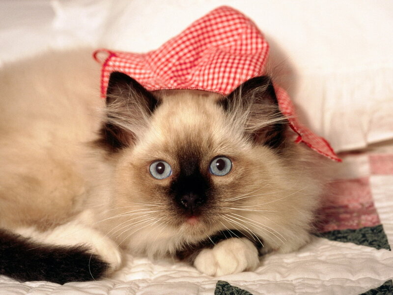 Fluffy Cat Wearing Hat — White, Calm