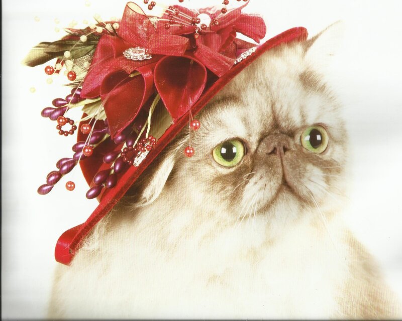 Fluffy Cat Wearing Hat — White, Festive