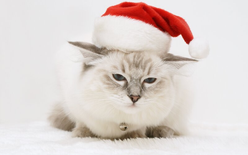 Fluffy Cat Wearing Hat — White