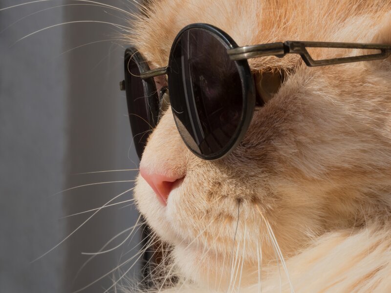Fluffy Cat Wearing Sunglasses