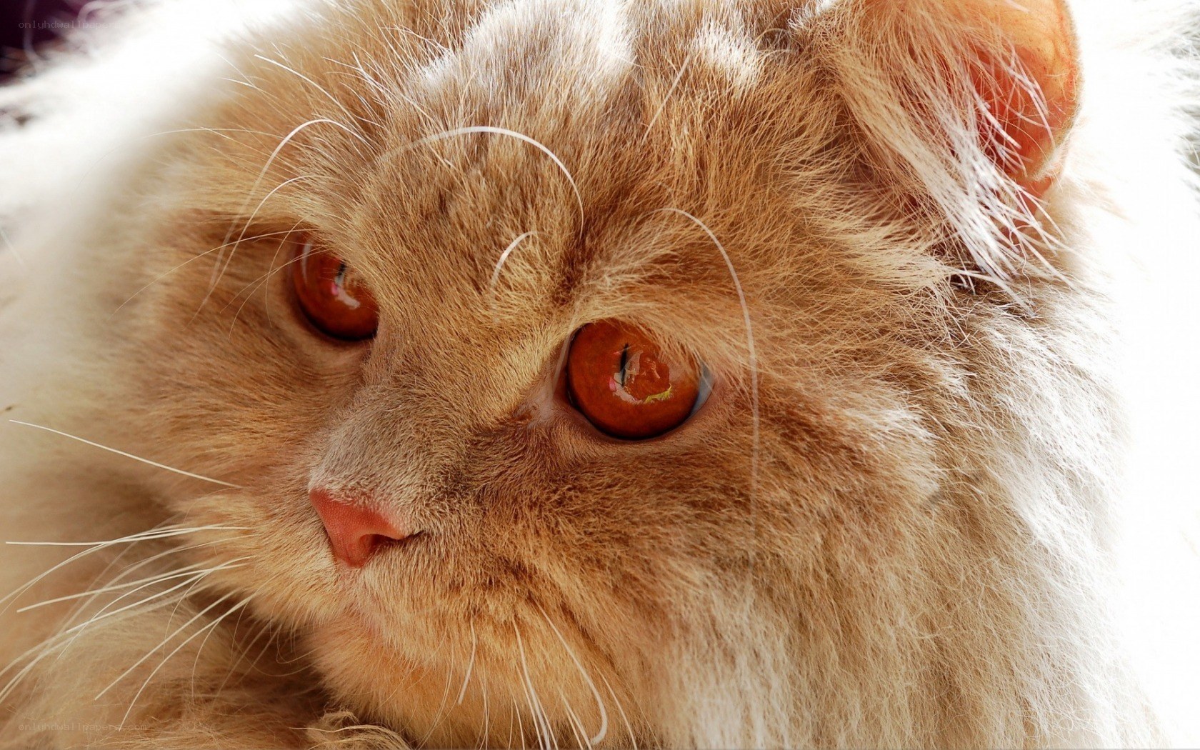 fluffy cat with amber eyes