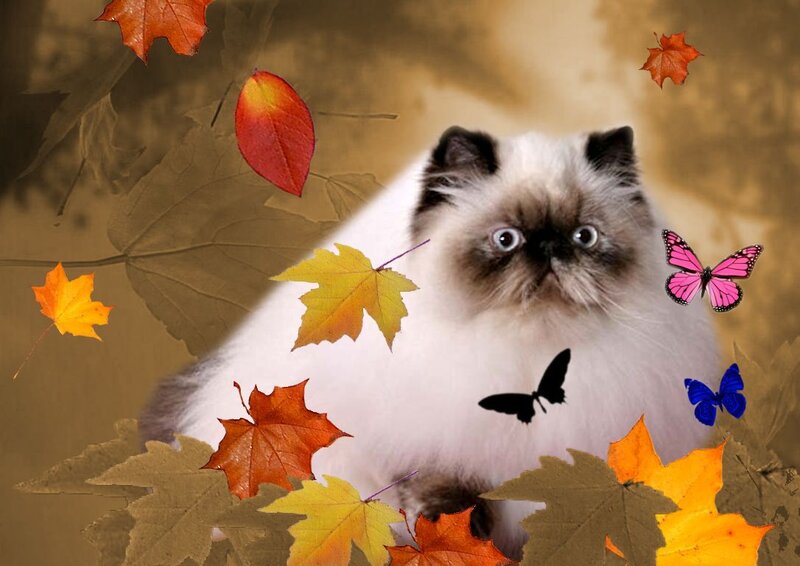 Fluffy Cat with Autumn Leaves — White, Calm