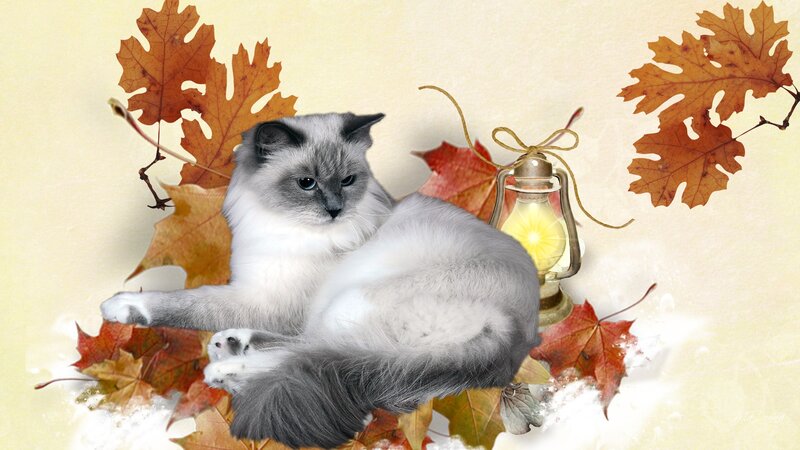 Fluffy Cat with Autumn Leaves — White
