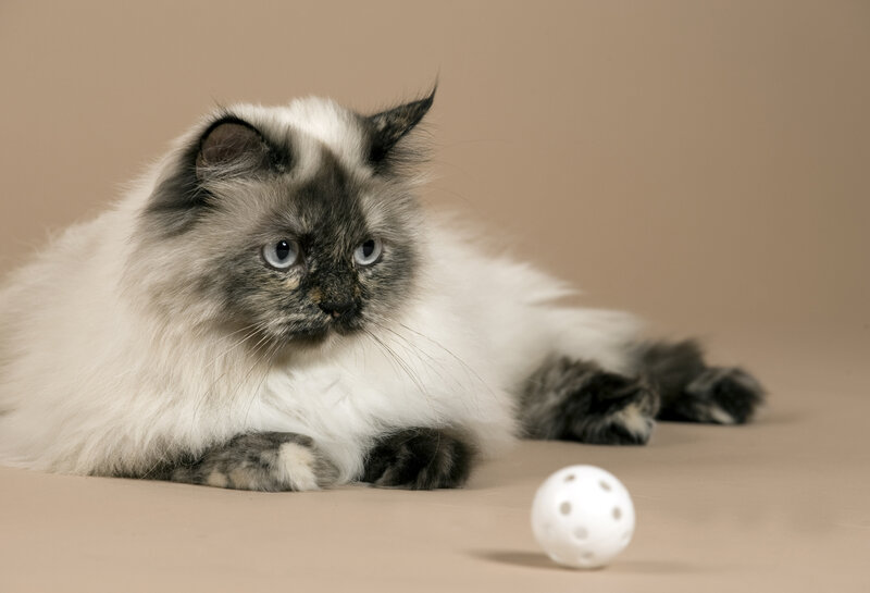 Fluffy Cat with Ball