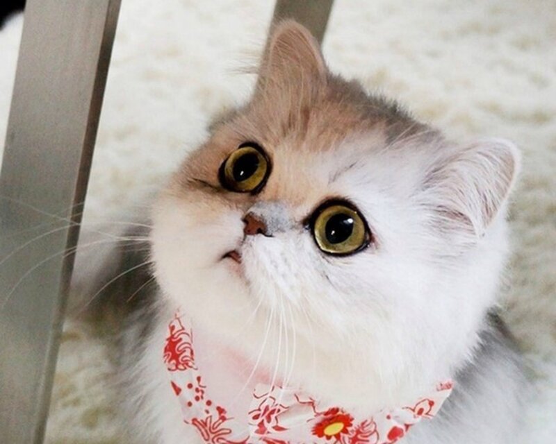 Fluffy Cat with Bandana
