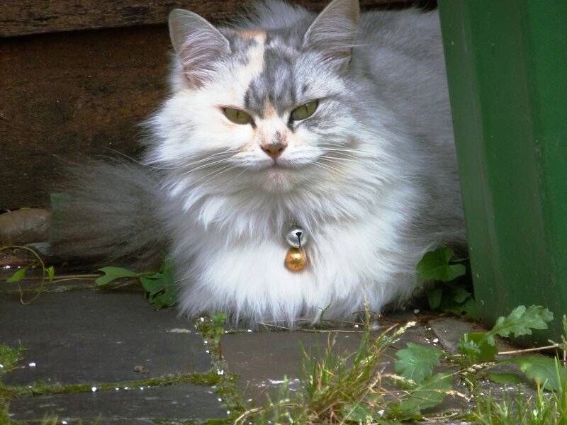 fluffy cat with bell