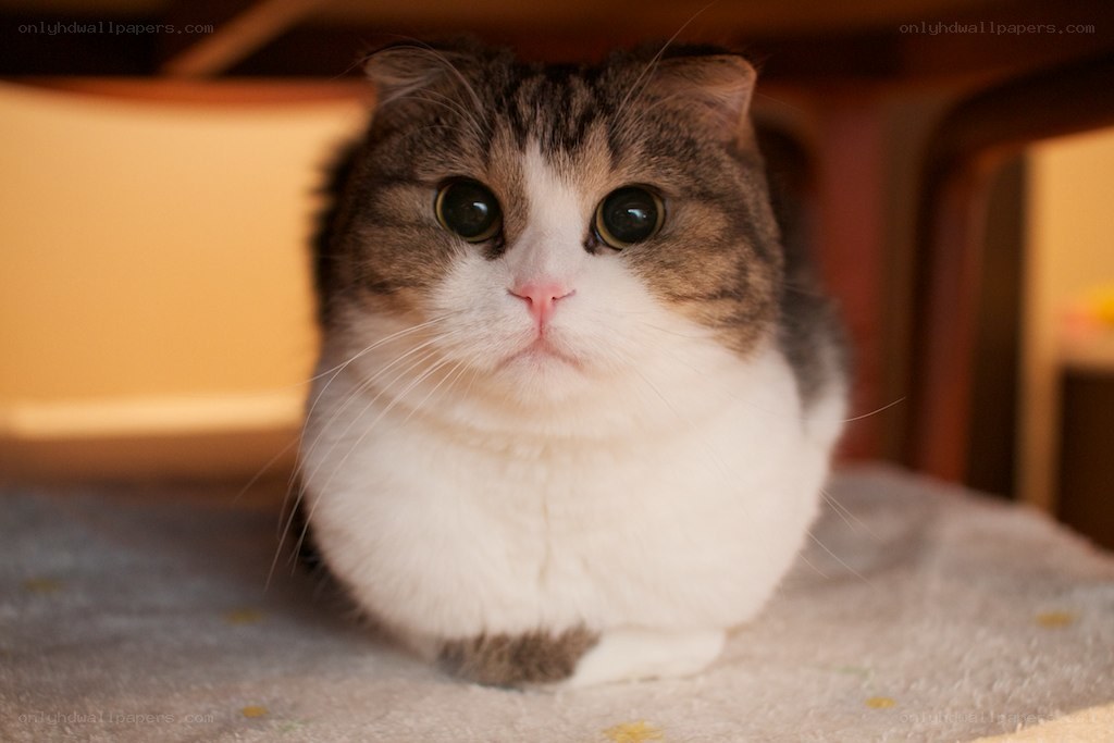 fluffy cat with big eyes