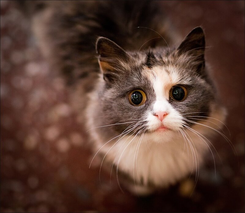 fluffy cat with big eyes