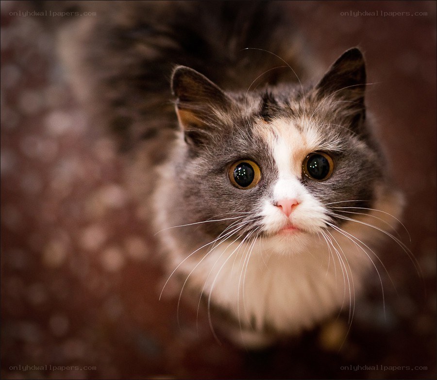 fluffy cat with big eyes