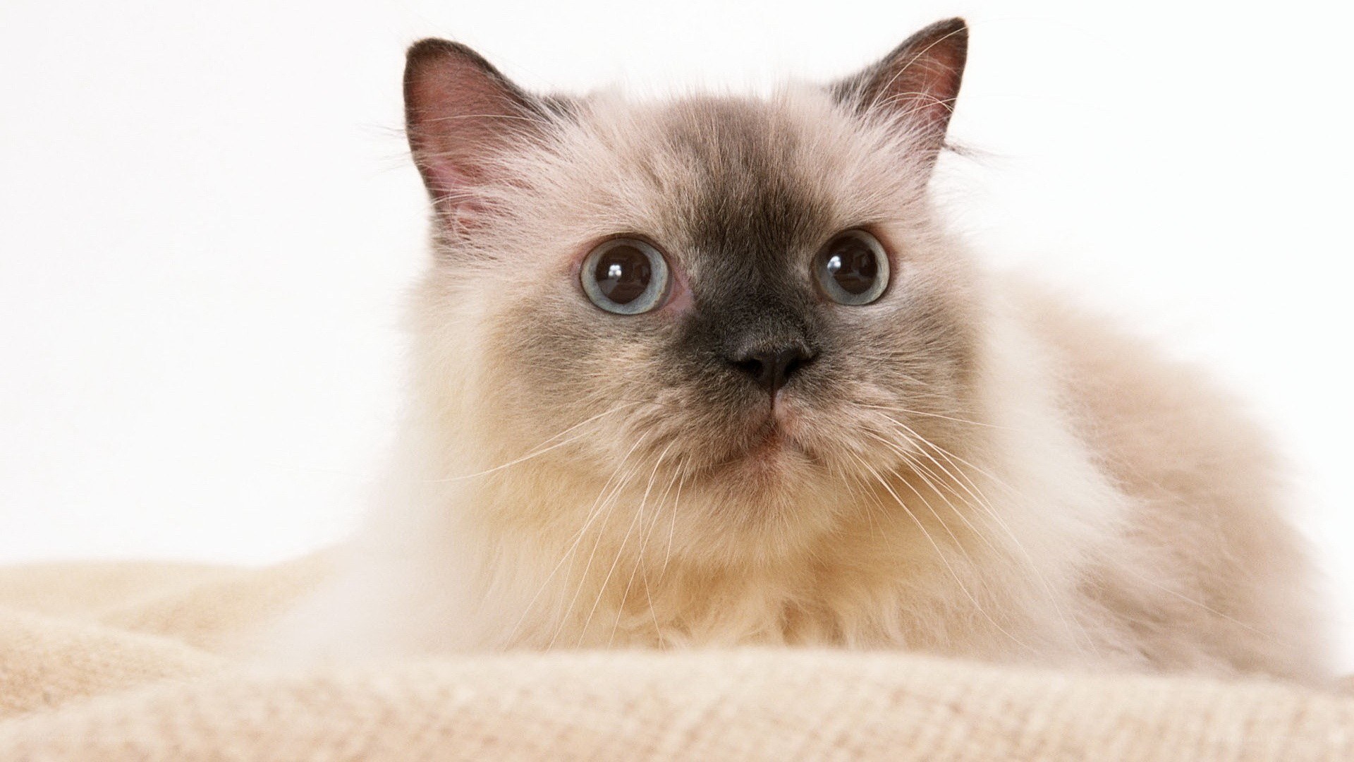 fluffy cat with big eyes