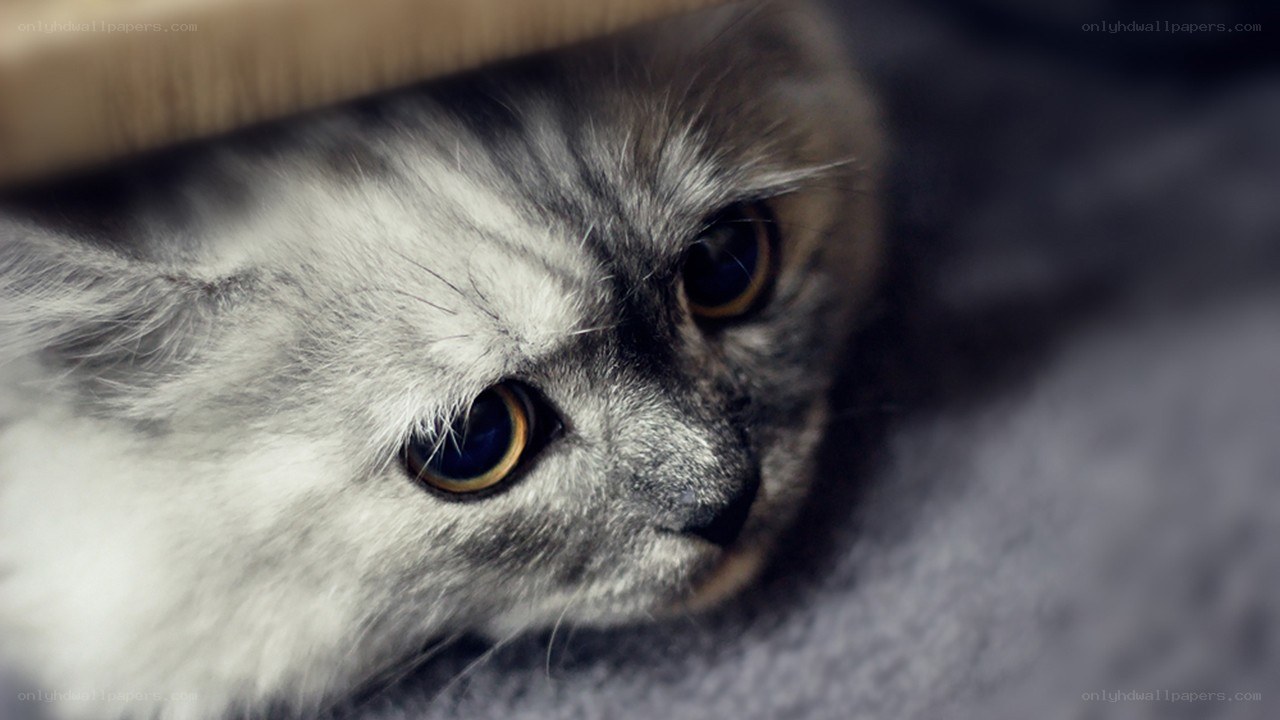 fluffy cat with big eyes