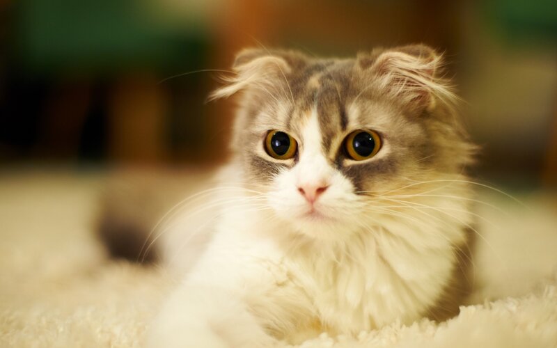 fluffy cat with big eyes