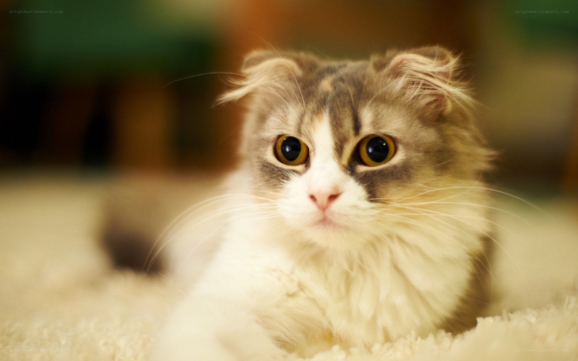 fluffy cat with big eyes