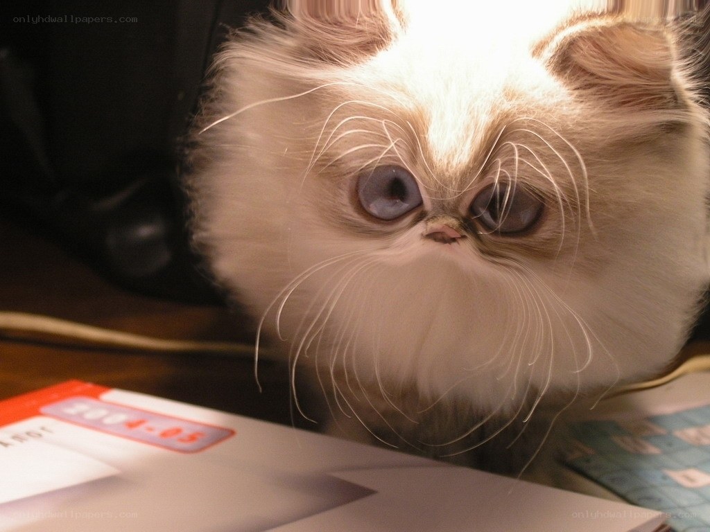 fluffy cat with big eyes