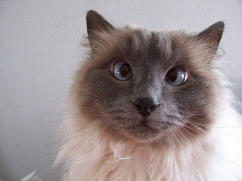 fluffy cat with big eyes
