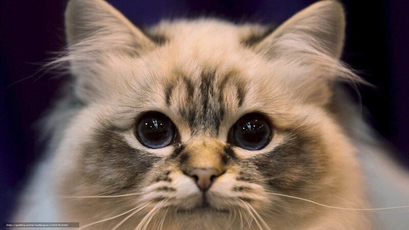 fluffy cat with big eyes