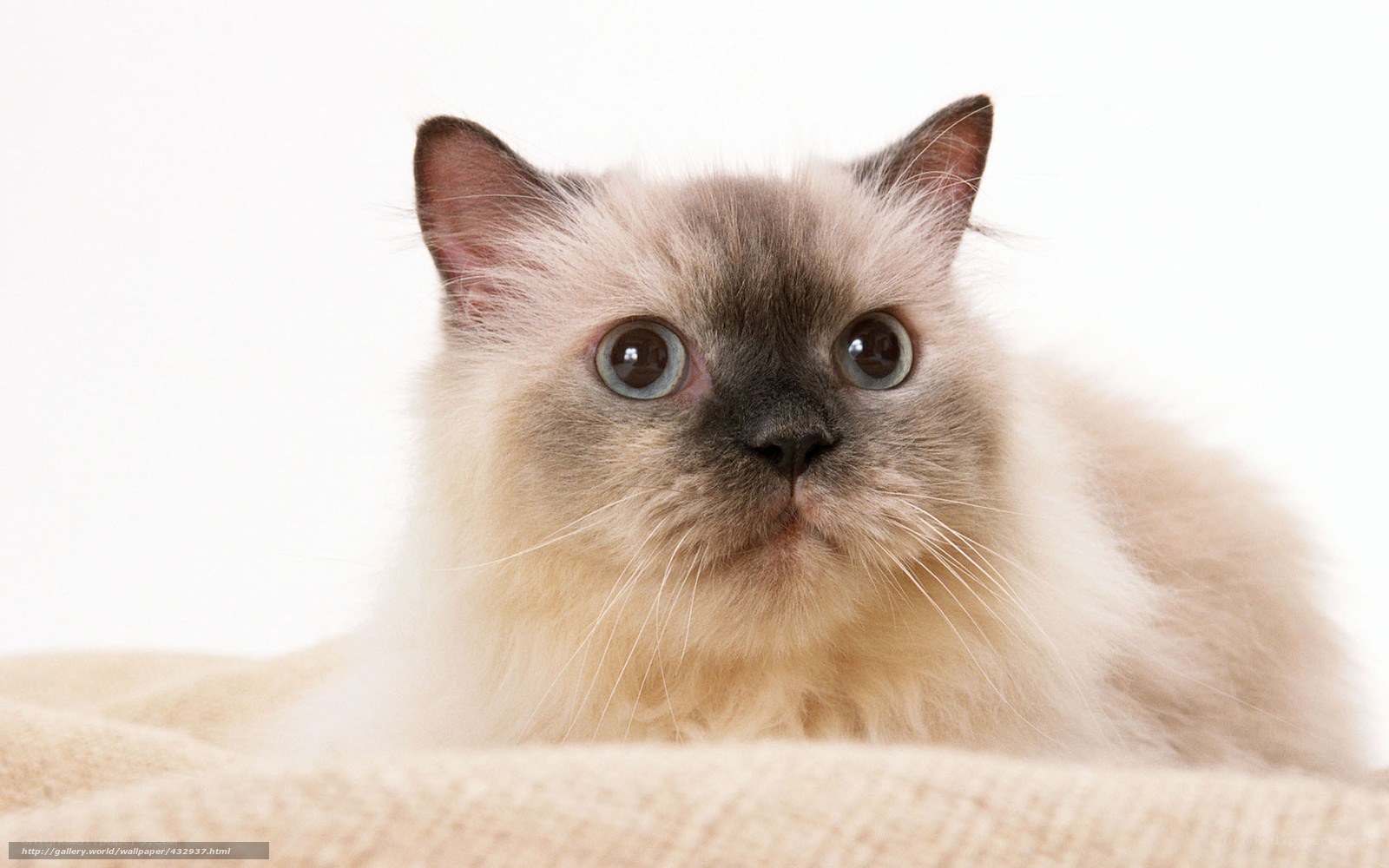 fluffy cat with big eyes
