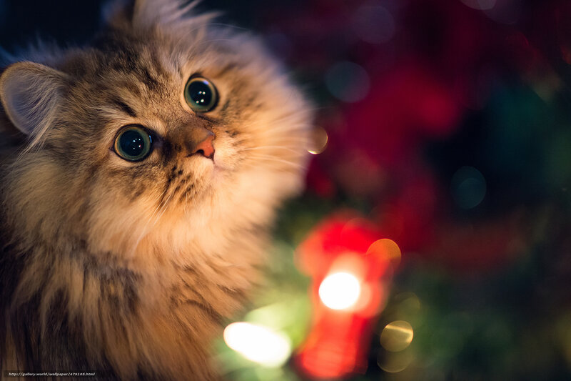 fluffy cat with big eyes