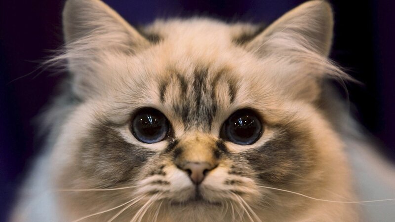 Fluffy Cat with Big Eyes — White, Calm