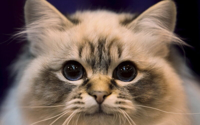 Fluffy Cat with Big Eyes — White
