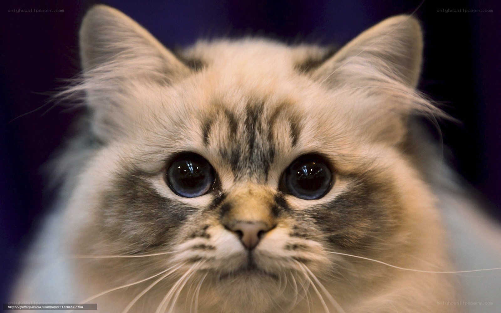 fluffy cat with big eyes