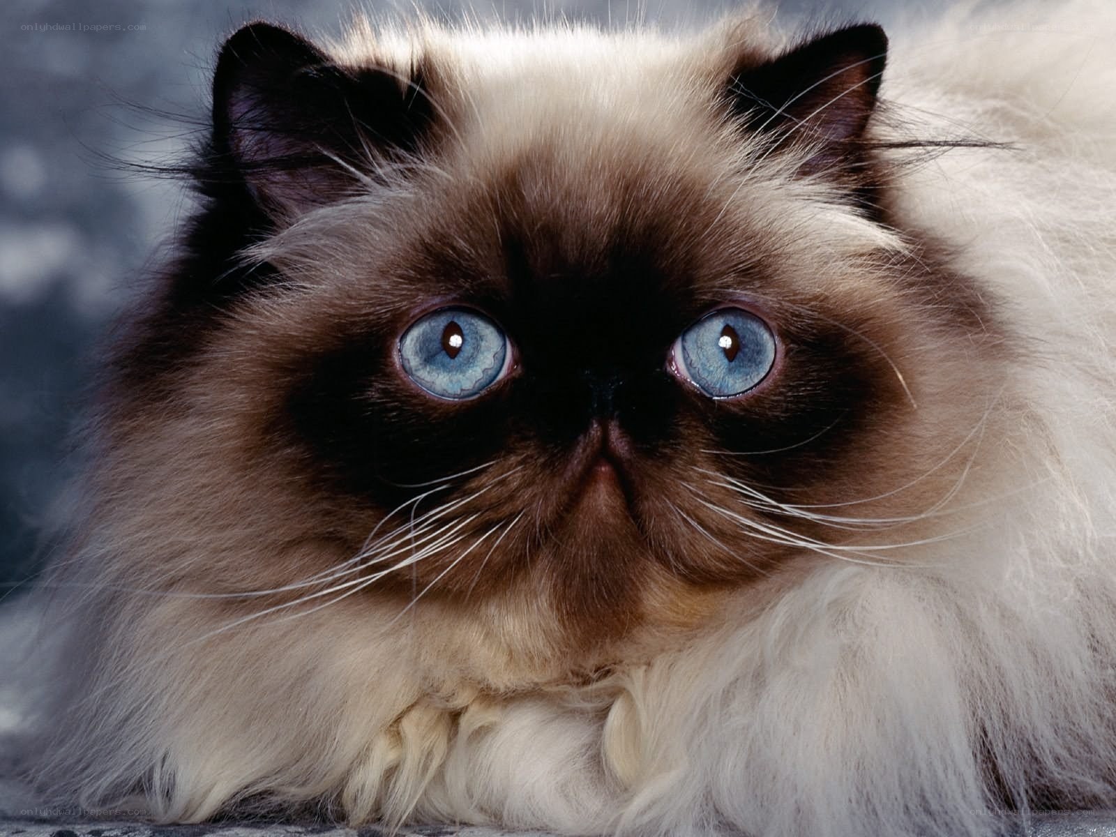 fluffy cat with blue eyes