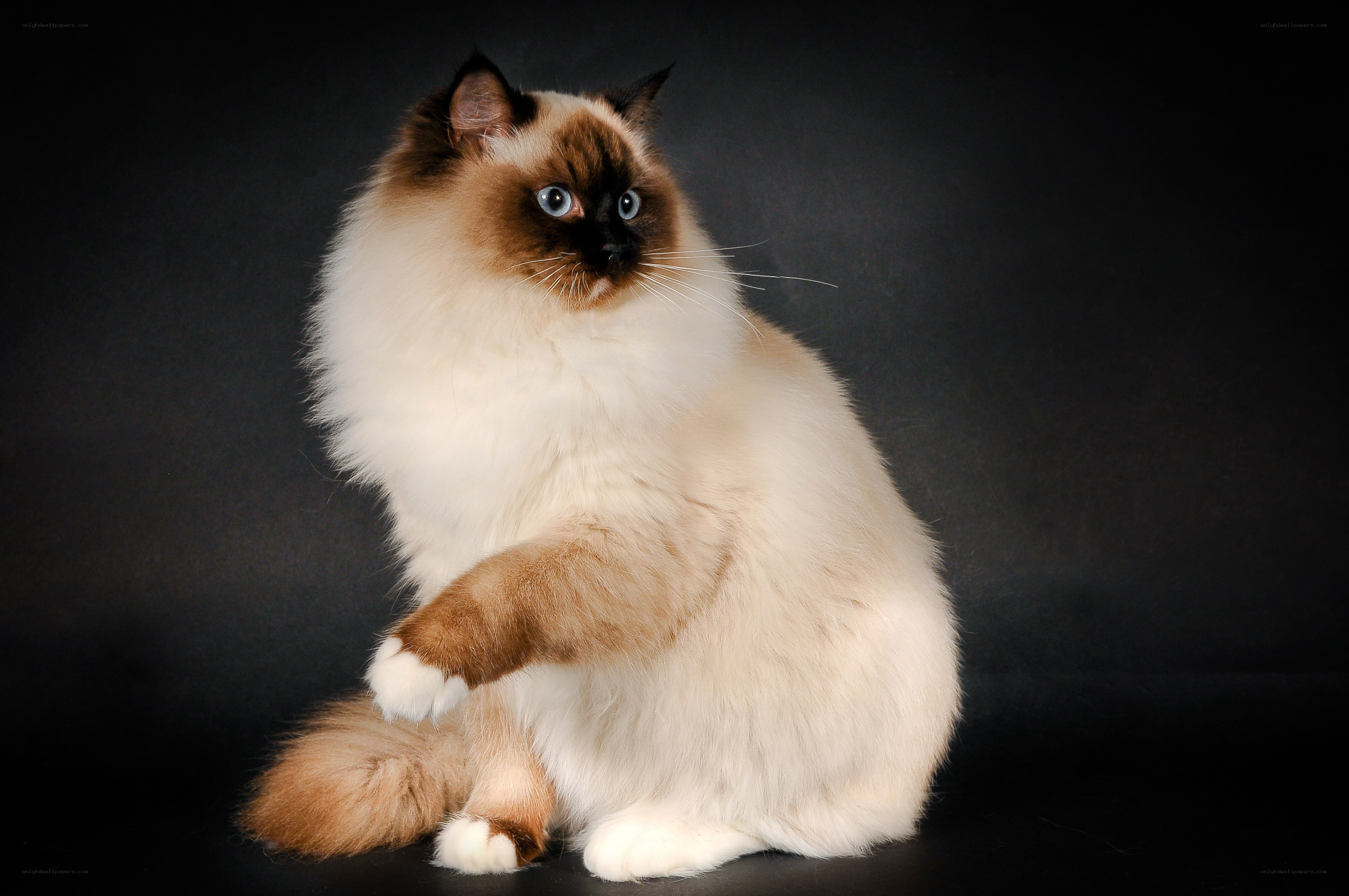 fluffy cat with blue eyes