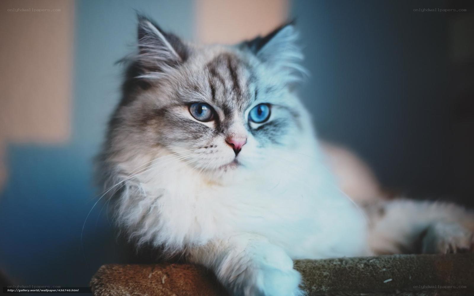 fluffy cat with blue eyes