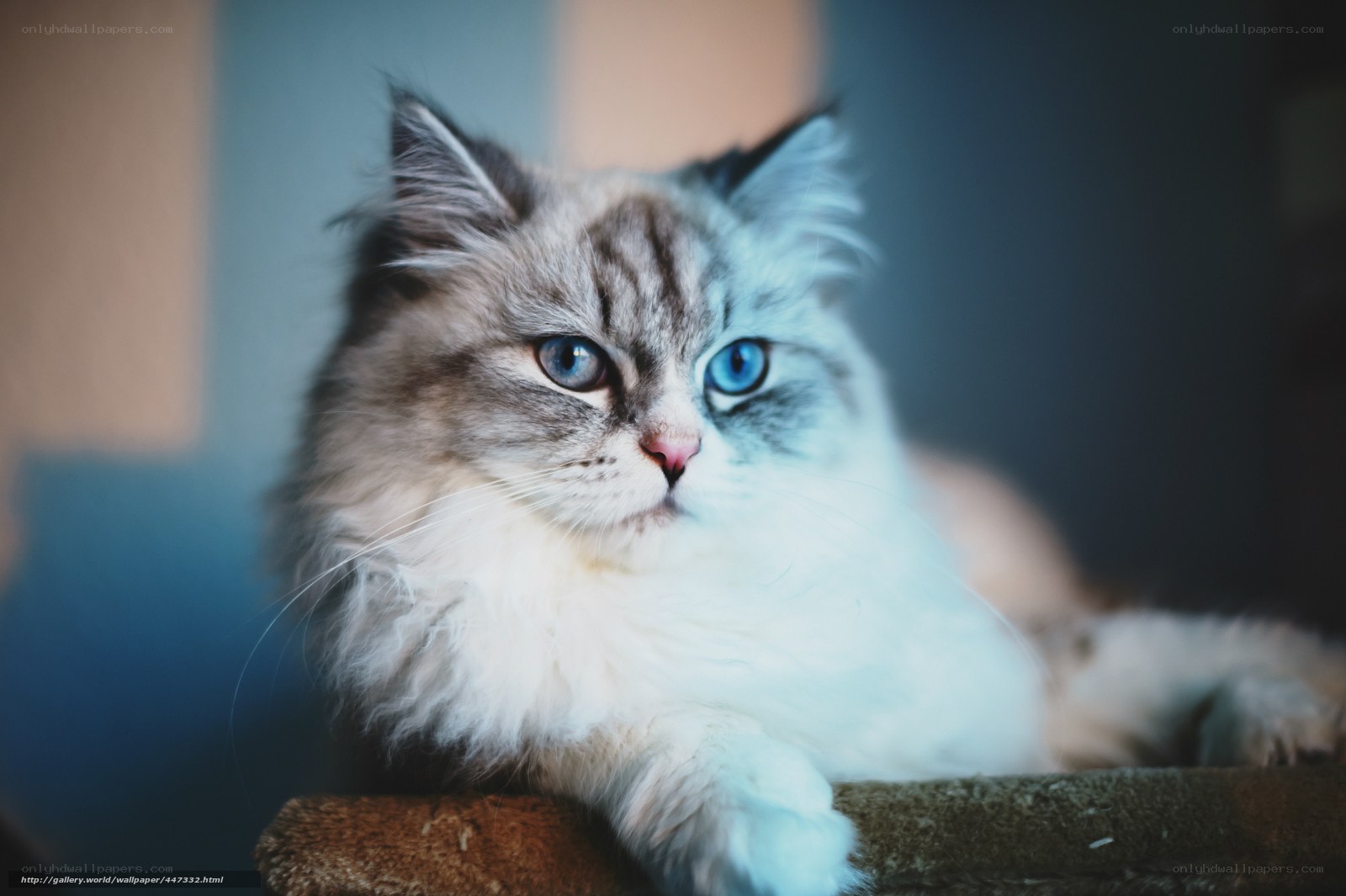 fluffy cat with blue eyes