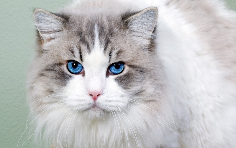 fluffy cat with blue eyes