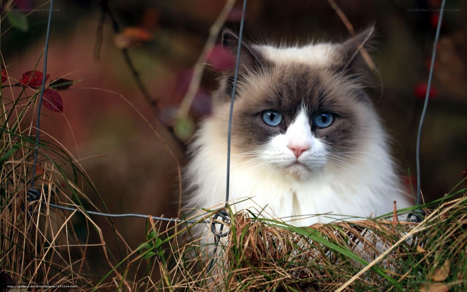 fluffy cat with blue eyes