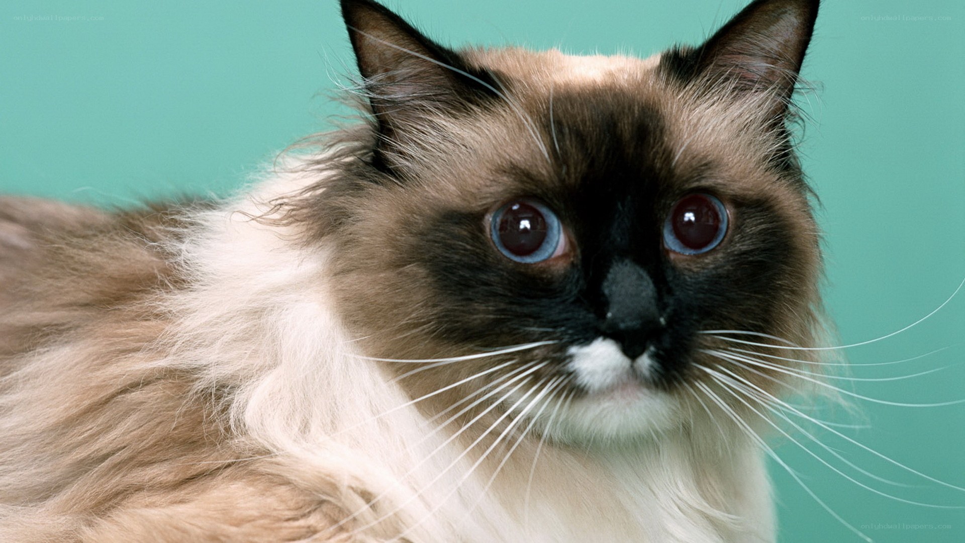 fluffy cat with blue eyes