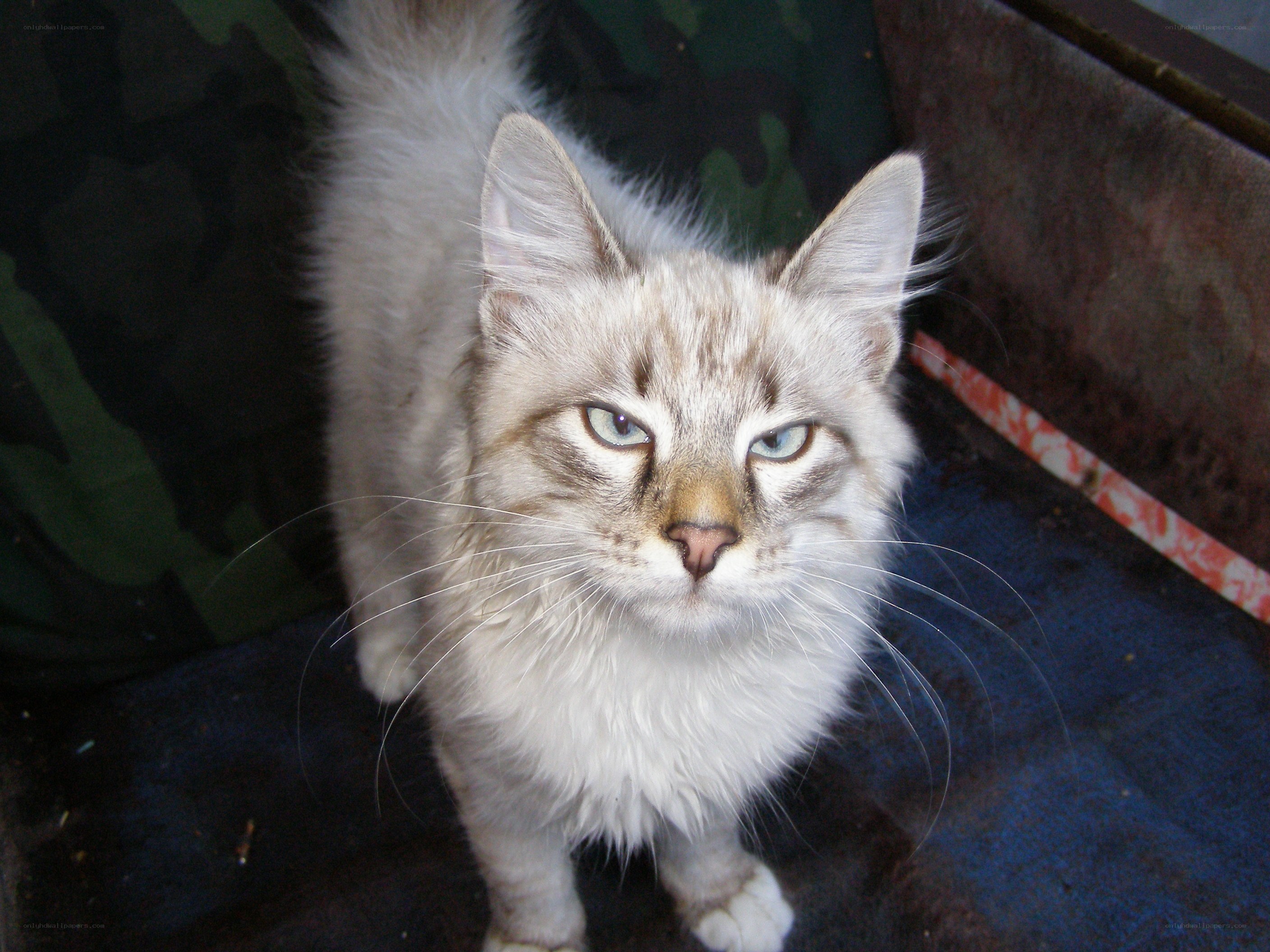 fluffy cat with blue eyes