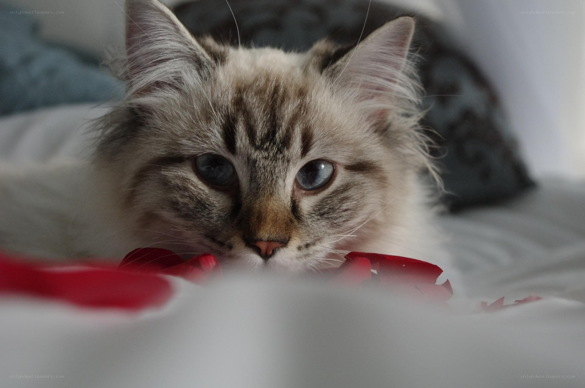 fluffy cat with blue eyes