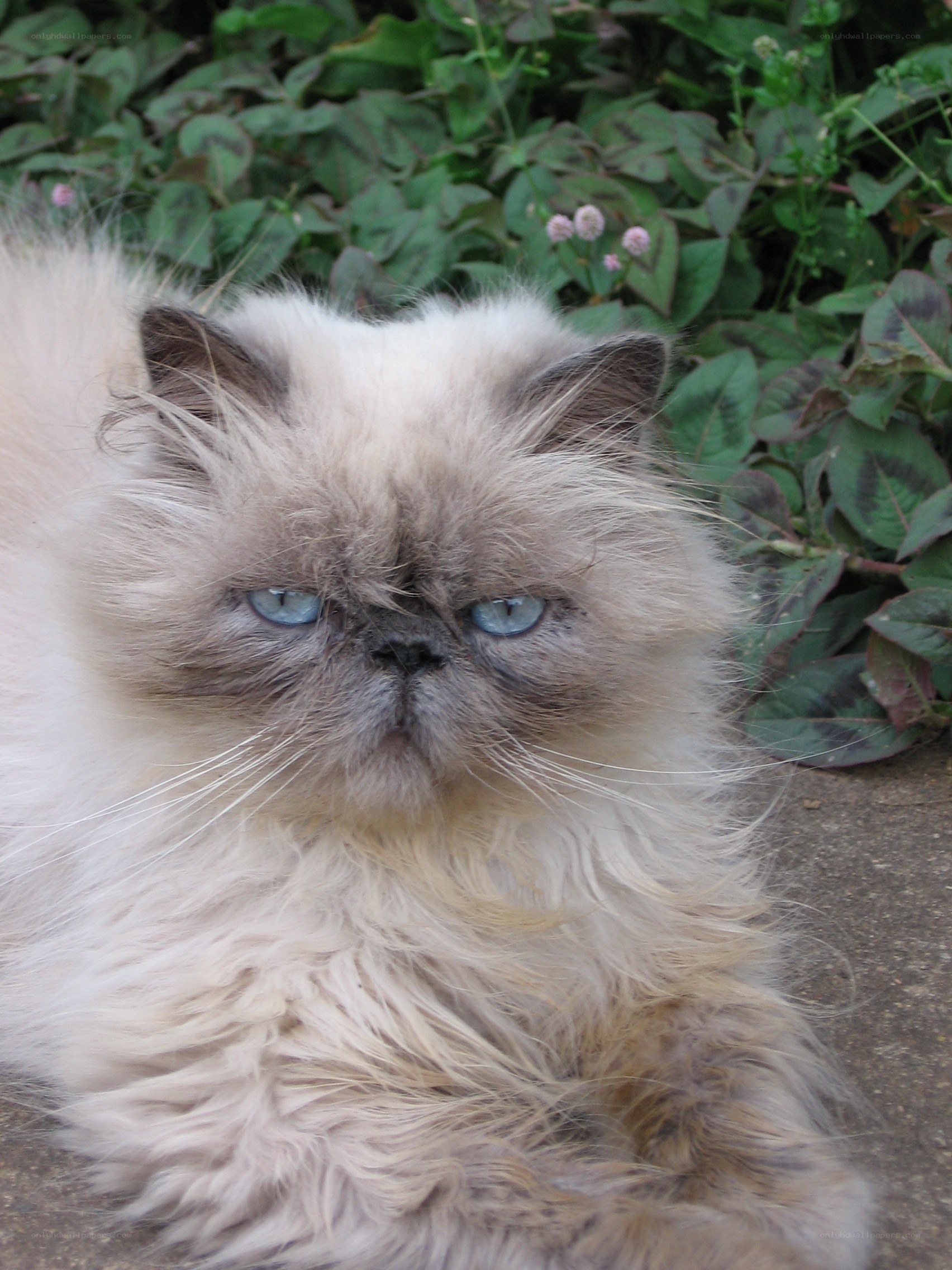 fluffy cat with blue eyes