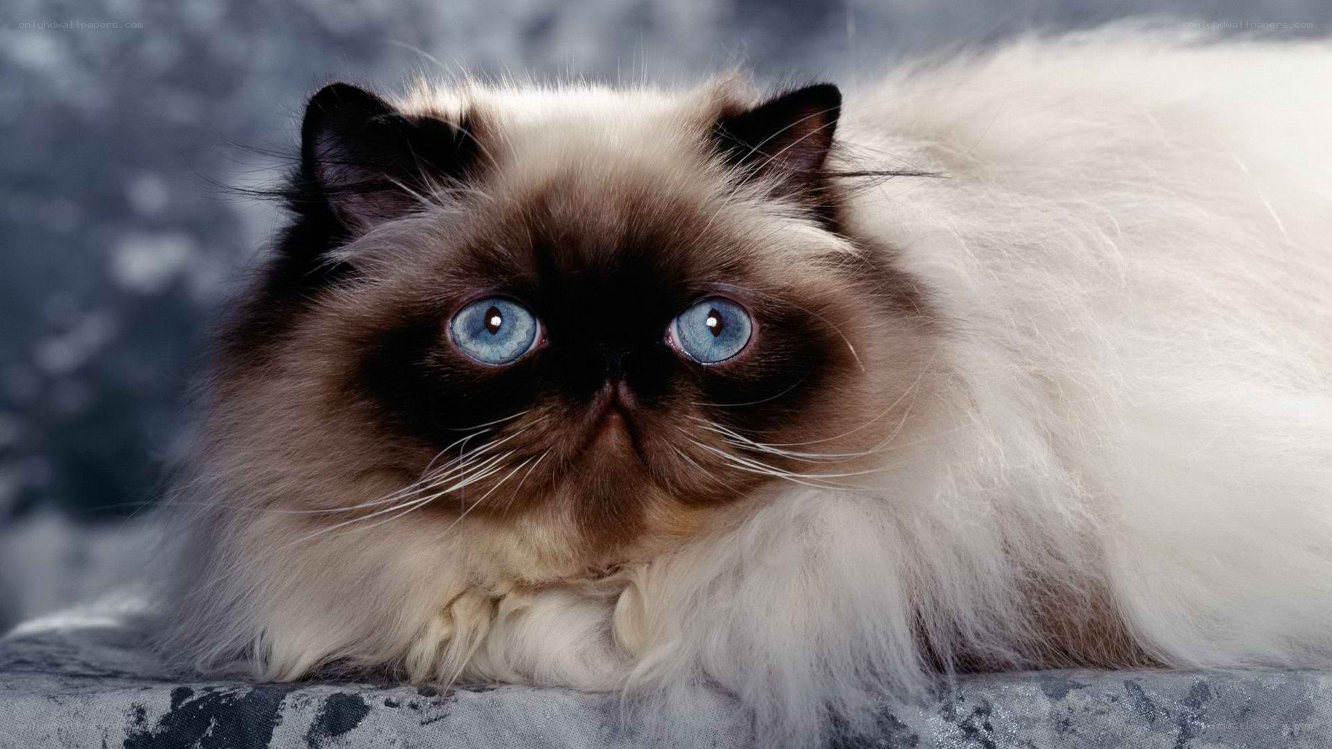 fluffy cat with blue eyes