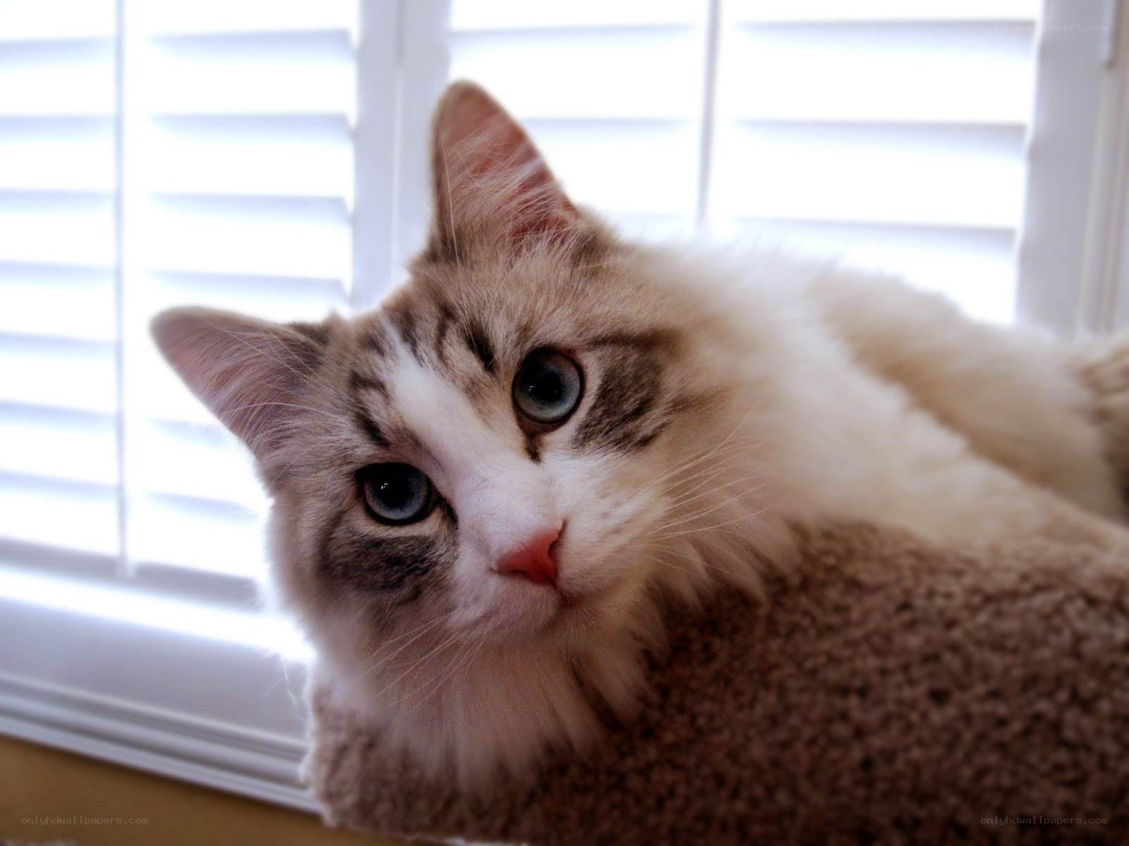 fluffy cat with blue eyes