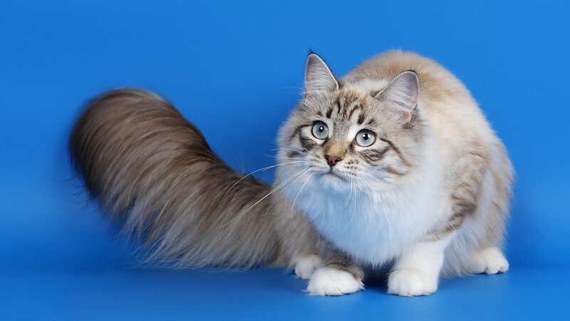 fluffy cat with blue eyes