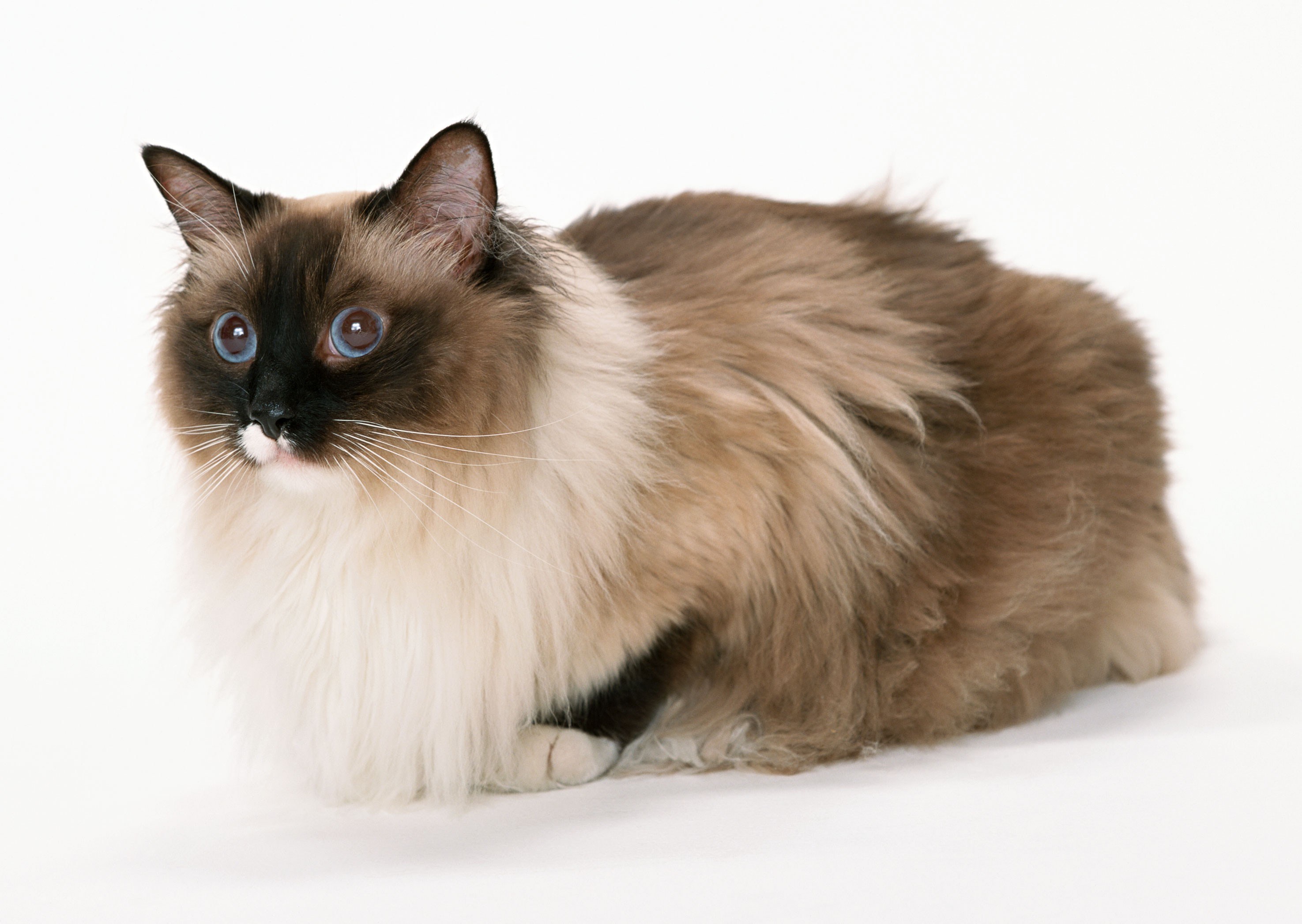 fluffy cat with blue eyes