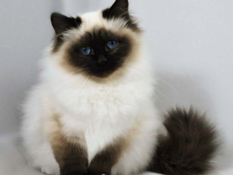 fluffy cat with blue eyes