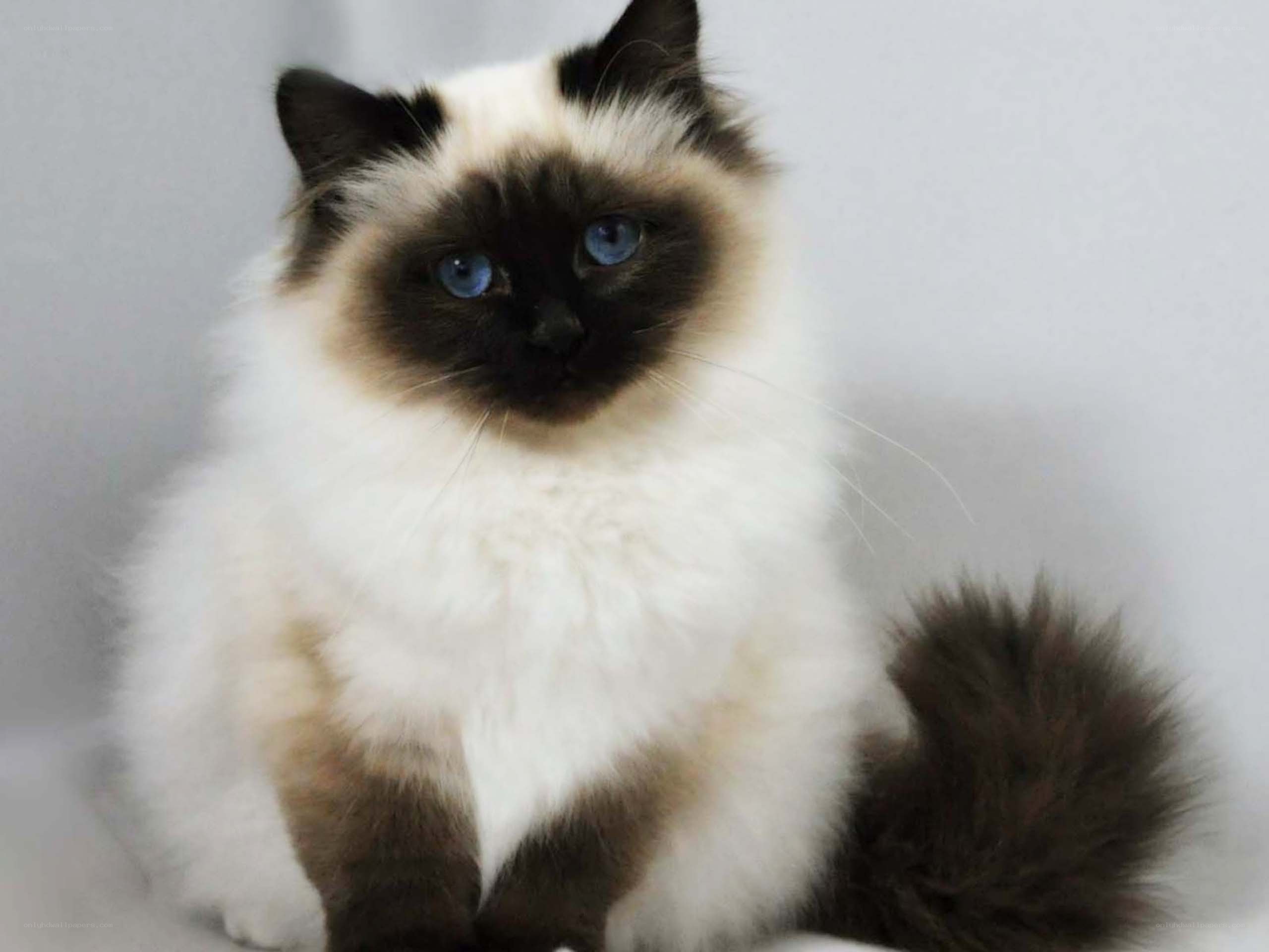 fluffy cat with blue eyes
